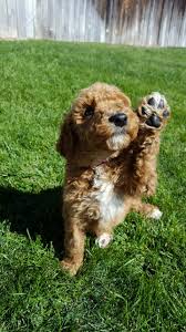 Apricot Merle Poodles