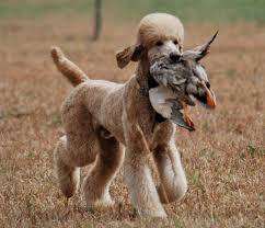 Apricot Merle Poodle