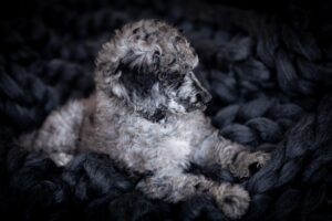 Blue Merle Poodle Defects