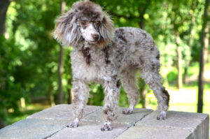 chocolate merle parti phantom poodle