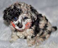 What is the Merle Toy Poodle