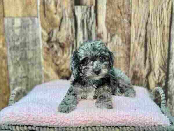 Mini Blue Merle Poodle