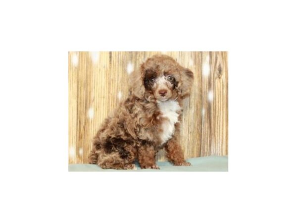 merle miniature poodle new york