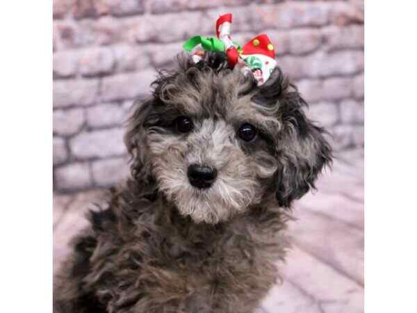 Merle Miniature Poodle Puppies Info History