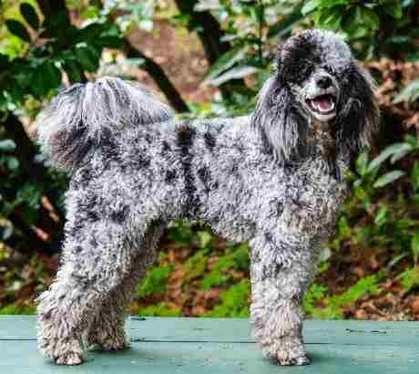 poodles blue merle