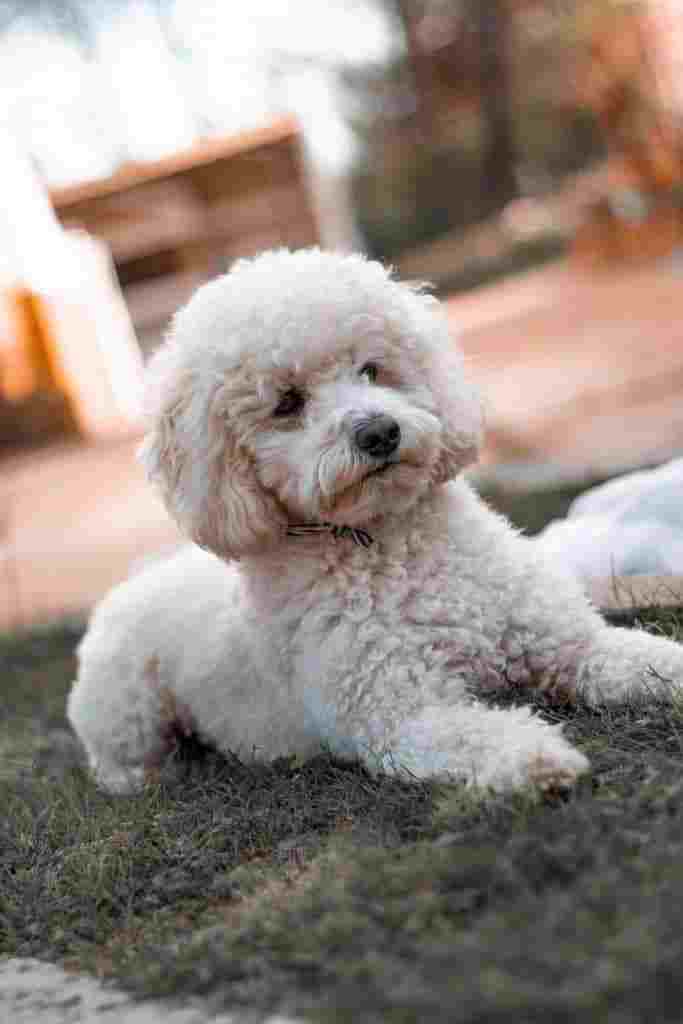 merle and white poodle