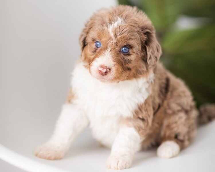 red merle poodle mix