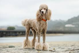 Are Merle Poodles Rare