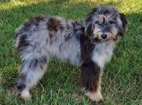 Blue Merle Australian Shepherd Poodle