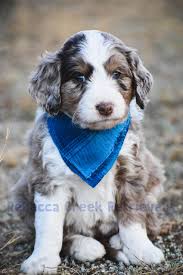 Blue Merle Australian Shepherd Poodle