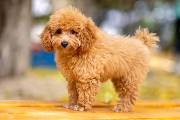 Full Grown Merle Toy Poodle