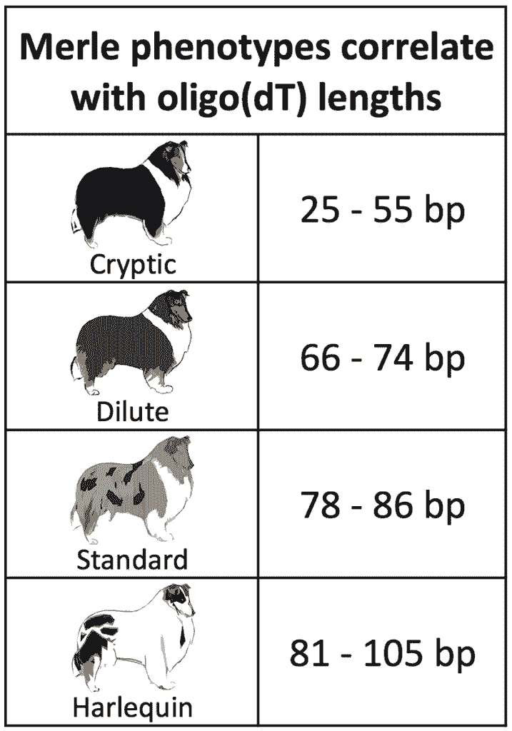 Who developed the first merle poodle