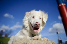 Double Merle Poodle