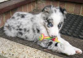 Double Merle Poodle