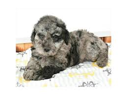 Merle dog Poodle