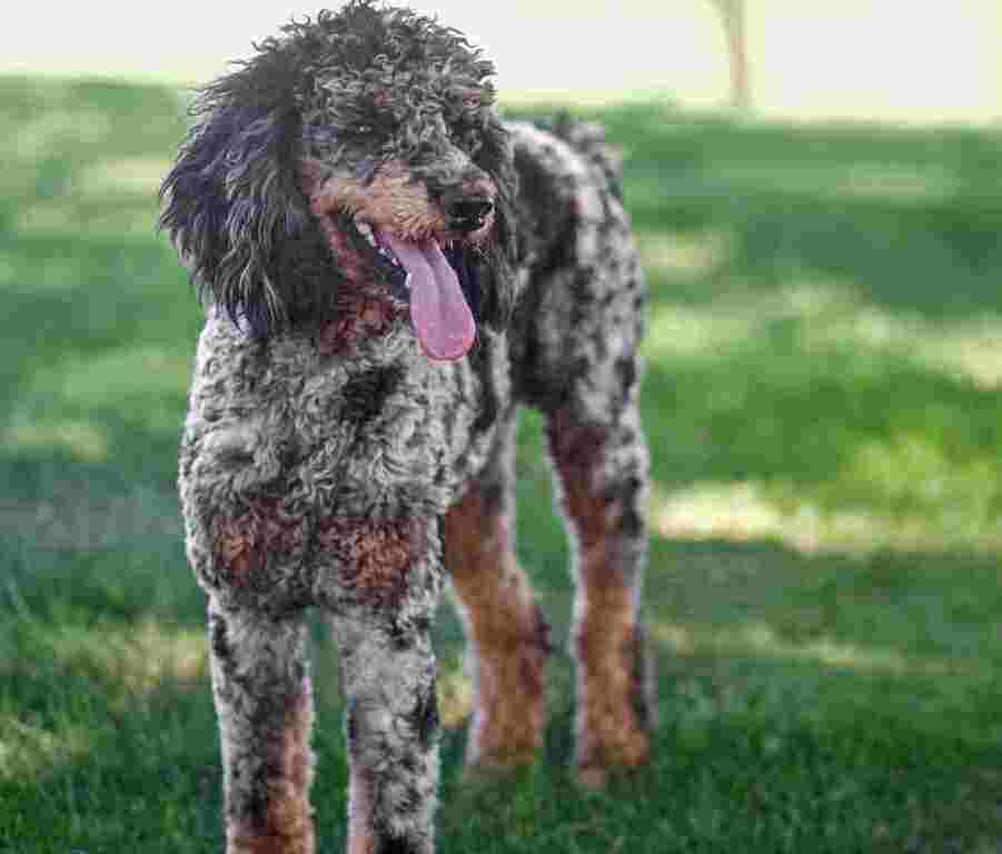 Merle Moyen Poodle