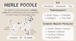 Merle Poodle Stud