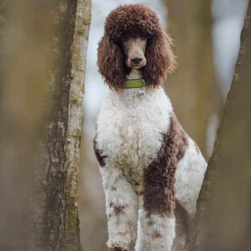 Phantom Merle Poodle