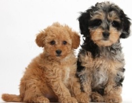 Merle Toy Poodle Puppies