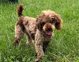 Tweed Merle Poodles