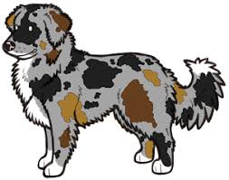 Tweed Merle Poodles