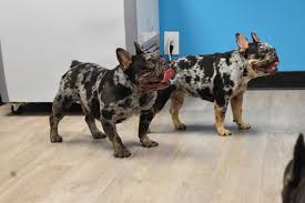 Tweed Merle Poodles