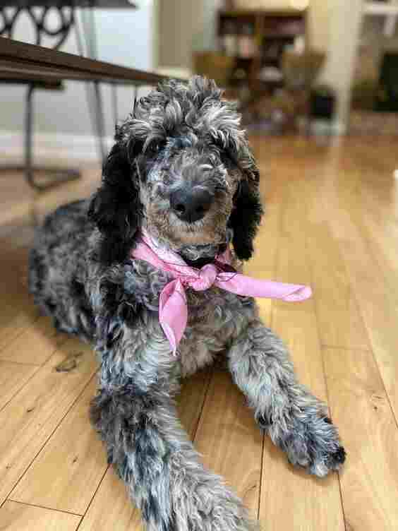 Poodles Blue Merle 