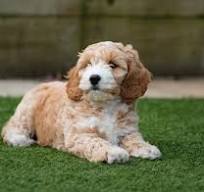 Merle Toy Poodle breeders