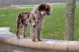 toy poodle chocolate merle