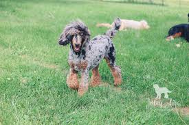 Standard Poodle Merle