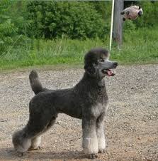 Silver Merle Poodle