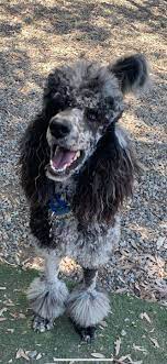 Merle Standard Poodle Puppies