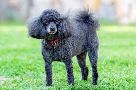 Grey Merle Poodle