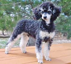 Tri color merle poodle