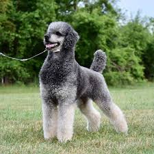 Blue Merle Poodle Breeders