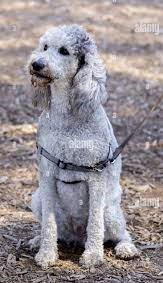 Silver Red Merle Poodle Puppies