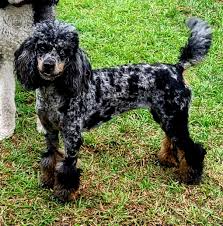 Poodles Blue Merle 