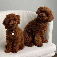 Toy Poodle Merles