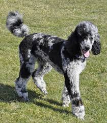 Blue Merle Poodle Dogs