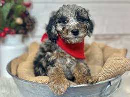 Merle Miniature Poodle Puppies