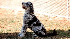 Tri Color Merle Poodle