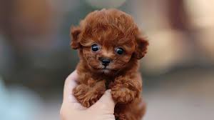 Merle Toy Poodle Puppies