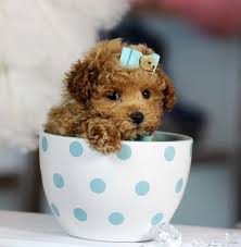 merle teacup poodles