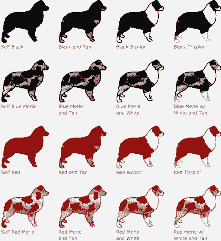 Can Merle Poodles Be AKC Registered?