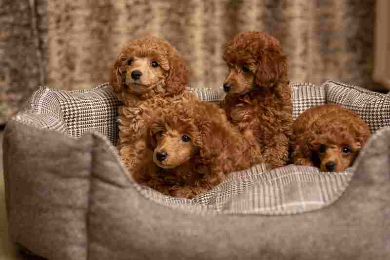 brown merle poodle