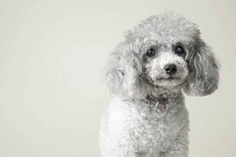 silver merle poodle