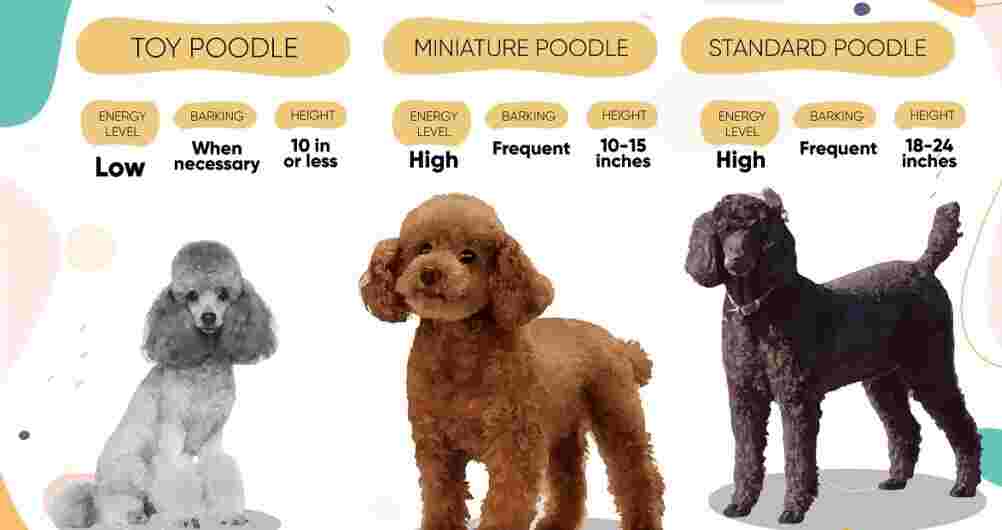 Merle Poodles for Sale in Canada