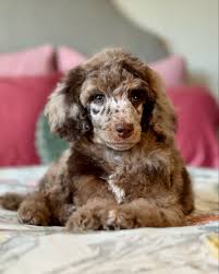 Brown Phantom Merle Poodle