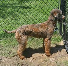 Brown Phantom Merle Poodle