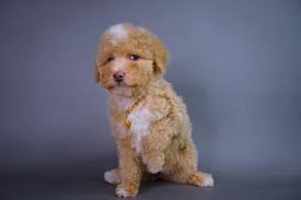 merle standard poodle controversy